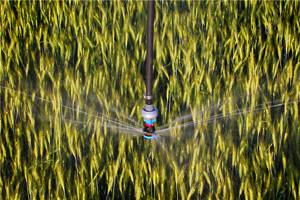 R3000 Type Sprinkler